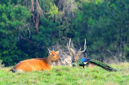 ALAS PURWO NATIONAL PARK BANYUWANGI