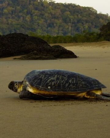 Merubetiri/ sukamade